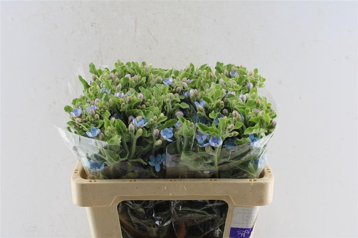 <h4>Oxypetalum Tan Pur Blue</h4>