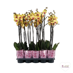 Phalaenopsis geel - 2 tak 80cm basic