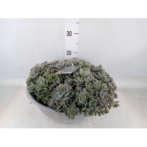 Orostachys furusei