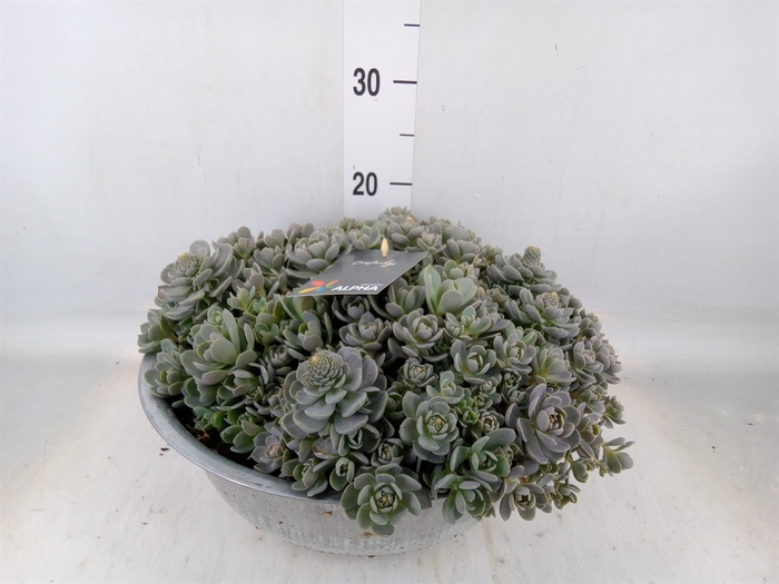 <h4>Orostachys furusei</h4>