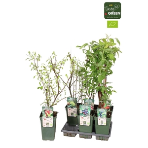 Arbres fruities autre