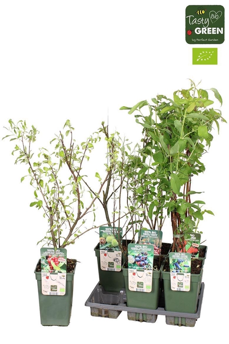 <h4>Arbres fruities autre</h4>