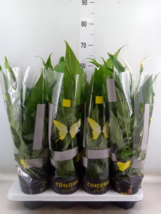 <h4>Spathiphyllum  'Sweet Chico'</h4>