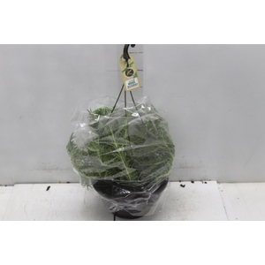 ALECRIM C21 PENDENTE