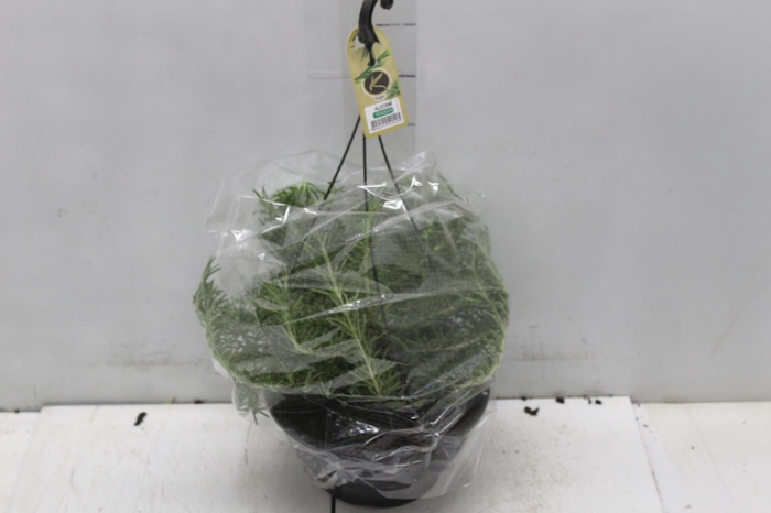 <h4>ALECRIM C21 PENDENTE</h4>