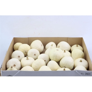 Sier Cuc P Kalabas Fles White X24