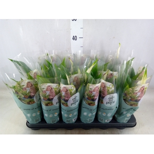 Spathiphyllum  'Pearl Cupido'