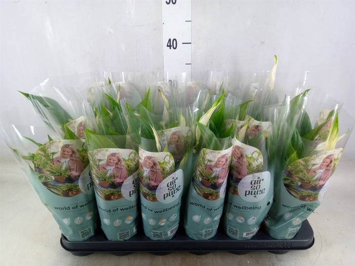 <h4>Spathiphyllum  'Pearl Cupido'</h4>