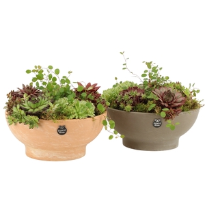 31472: Outdoor summer arrangement