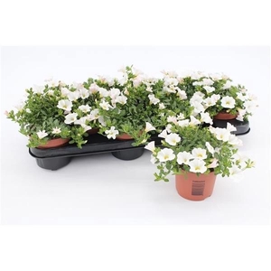 Calibrachoa Minifamous White