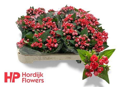 <h4>Bouv Du Coral</h4>