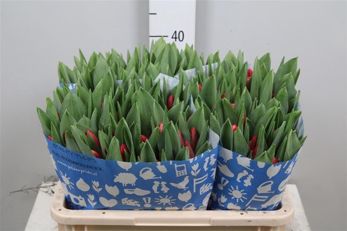 <h4>Tu En Kung-fu</h4>