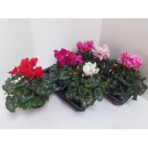 Cyclamen Super Serie XL 13Ø 30cm