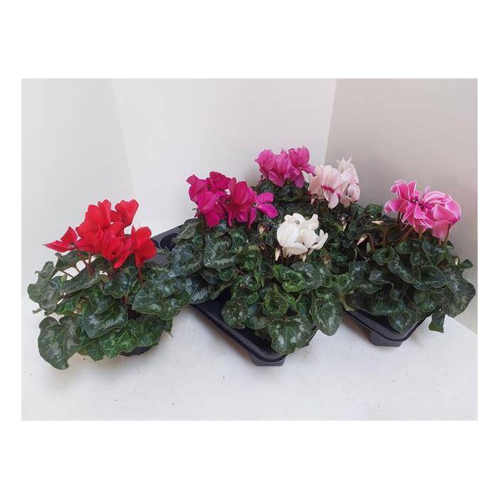 <h4>Cyclamen Super Serie XL 13Ø 30cm</h4>