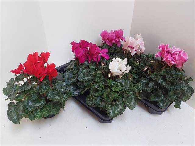 Cyclamen Super Serie XL 13Ø 30cm