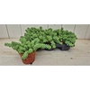 Sedum Burrito