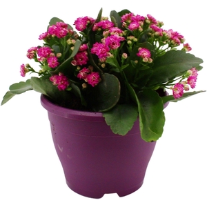 Hello Summer Kalanchoe Blossfeldiana in 19 cm Terras pot Paars
