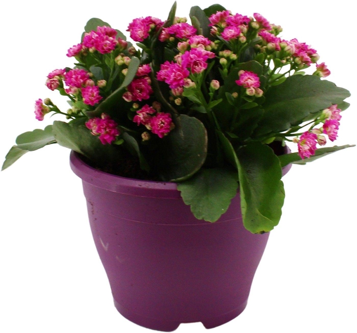 <h4>Hello Summer Kalanchoe Blossfeldiana in 19 cm Terras pot Paars</h4>