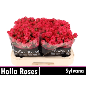 R Tr Sylvana