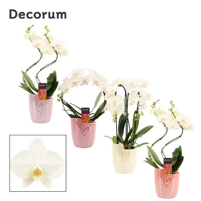 <h4>Phalaenopsis vormen mix 2 tak wit in Joa (Special moods-collect)</h4>
