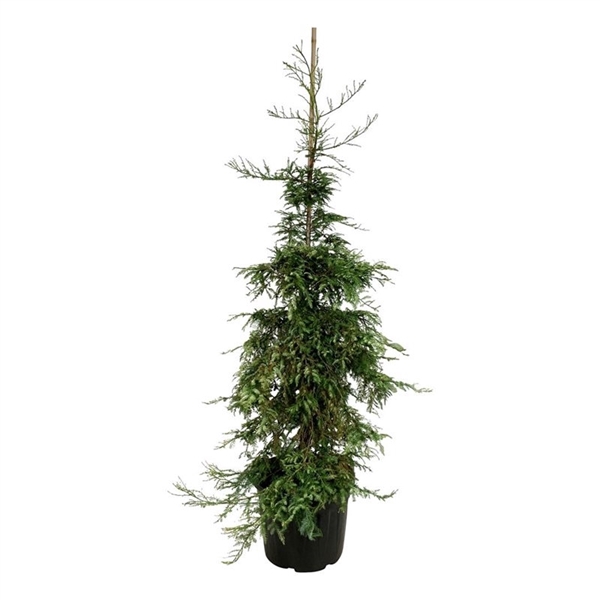 <h4>Sequoia sempervirens 'Silver Ghost'</h4>