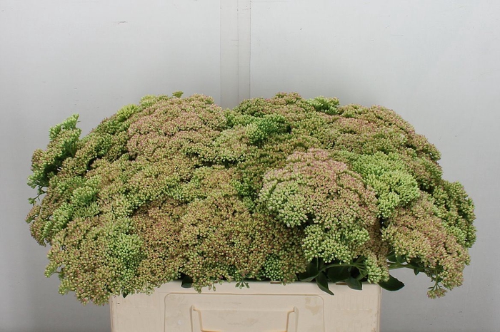 <h4>Sedum spectabile</h4>