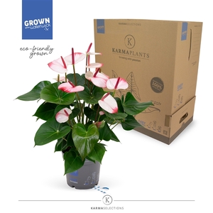 Anthurium - KARMA Hotlips | 17cm | PLASTIC FREE