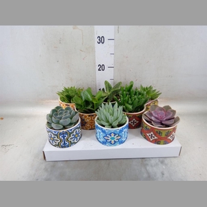 Succulents   ...