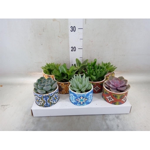Succulents   ...