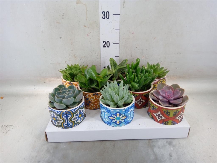 <h4>Succulents   ...</h4>