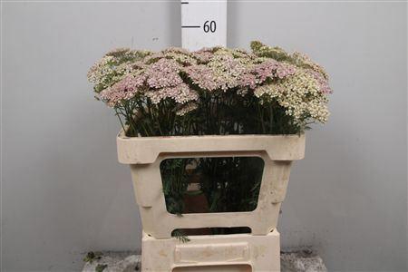 <h4>Achillea millef. 'Lachsschonheit'</h4>
