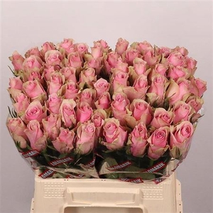 R Gr Athena Royale