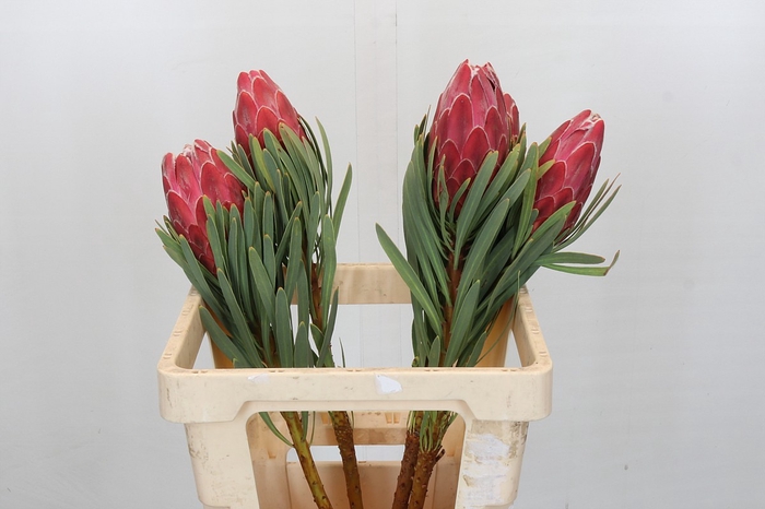 <h4>Protea Venus</h4>