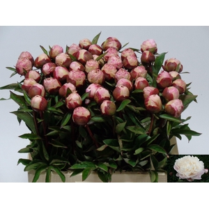 PAEO L GARDENIA