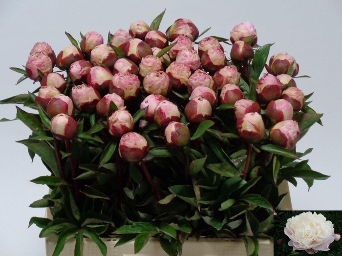 <h4>PAEO L GARDENIA</h4>