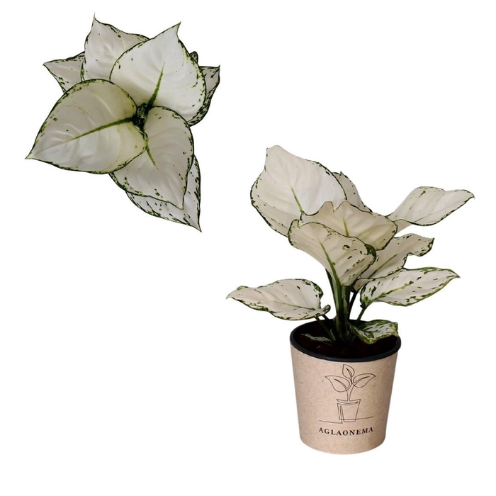<h4>Aglaonema `White Beauty`</h4>