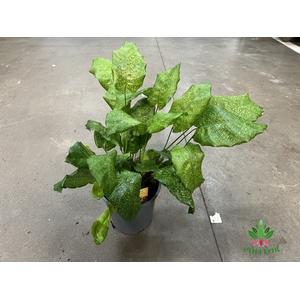 Calathea musaica Network 19Ø 40cm
