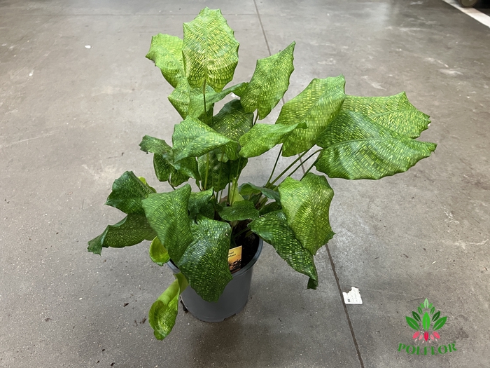 Calathea musaica Network 19Ø 40cm