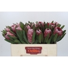 Protea Pink Ice