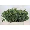 Pittosporum Ilan