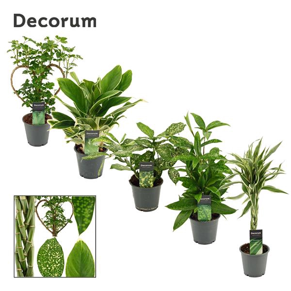 <h4>Green Extreme Mix 12 cm (Decorum)</h4>