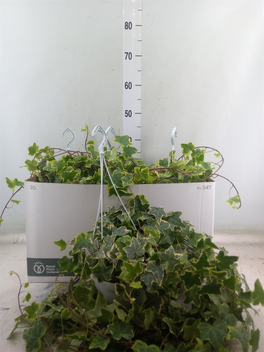 <h4>Hedera helix 'Goldchild'</h4>