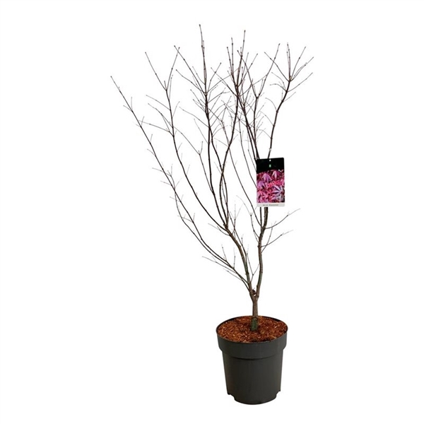 <h4>Acer pal. 'Atropurpureum'</h4>