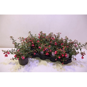 arr8 Fuchsia Heidi Ann