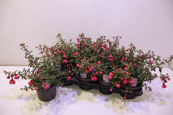 <h4>arr8 Fuchsia Heidi Ann</h4>