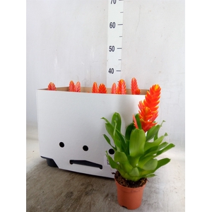 Vriesea  'Sparkle'