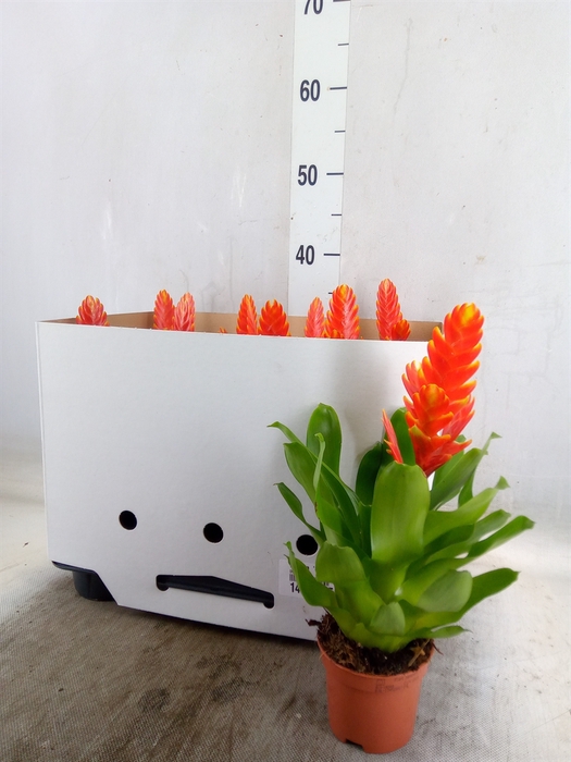 <h4>Vriesea  'Sparkle'</h4>
