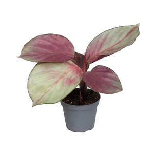 CALATHEA SPECIES p6 Silver Plante