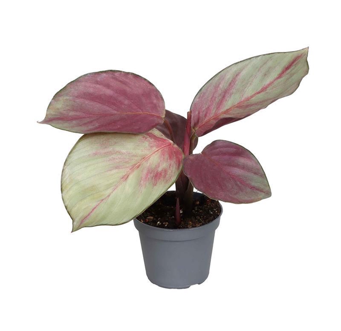 <h4>CALATHEA SPECIES p6 Silver Plante</h4>