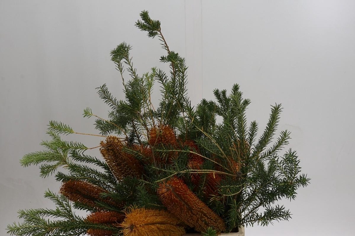 <h4>Banksia Ericifolia</h4>